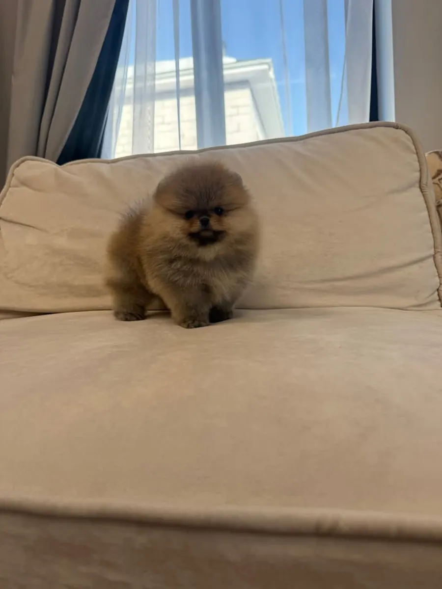 博美犬