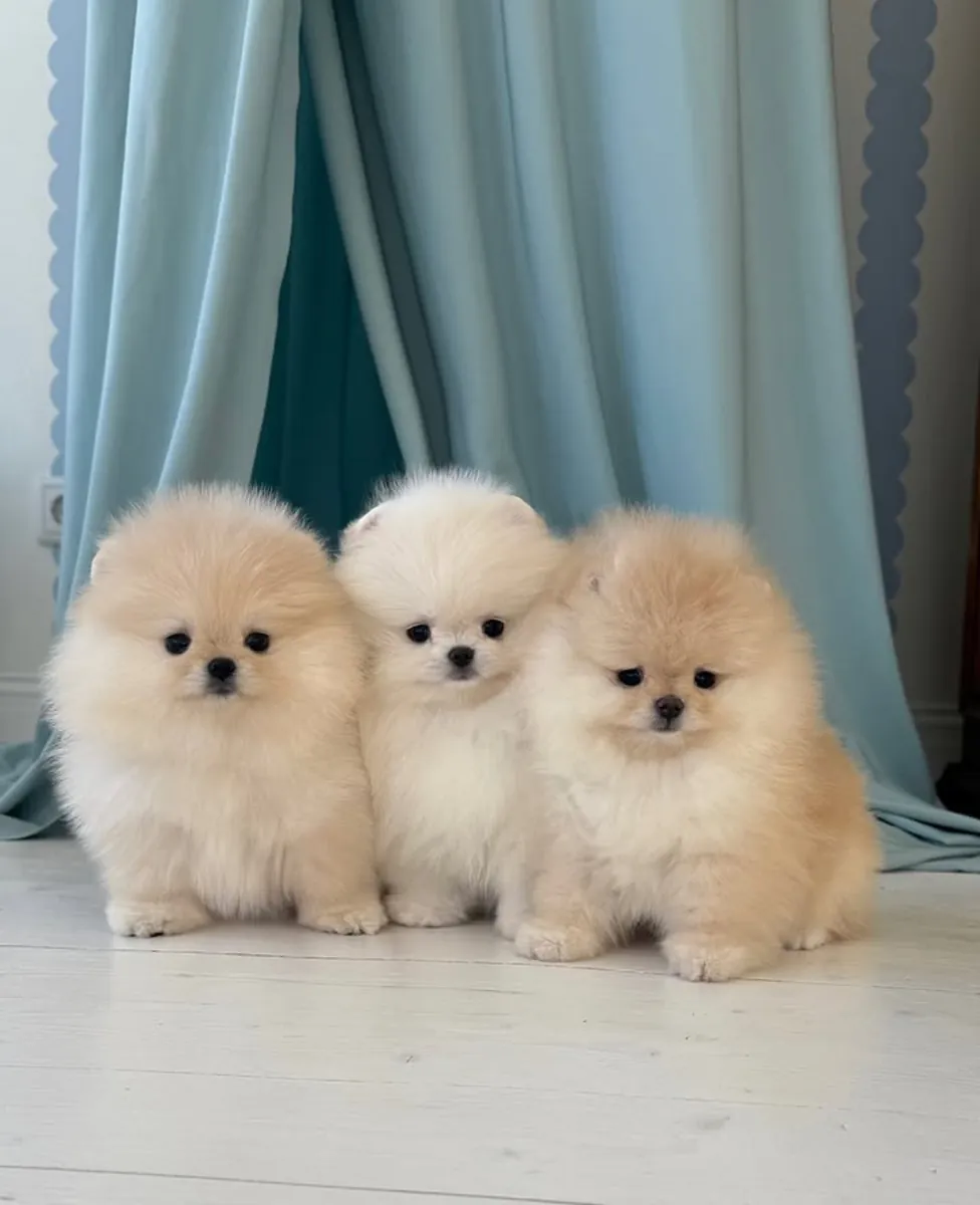 博美犬