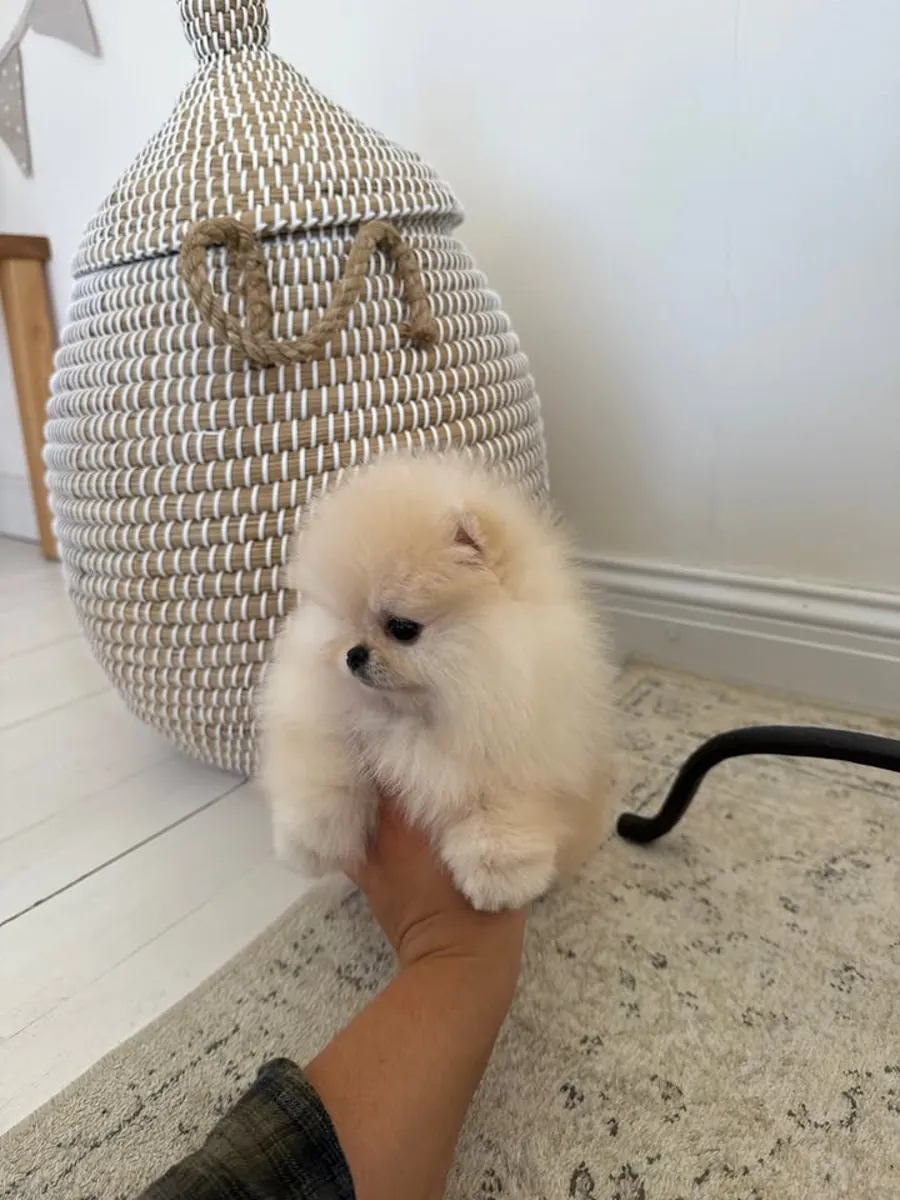 博美犬