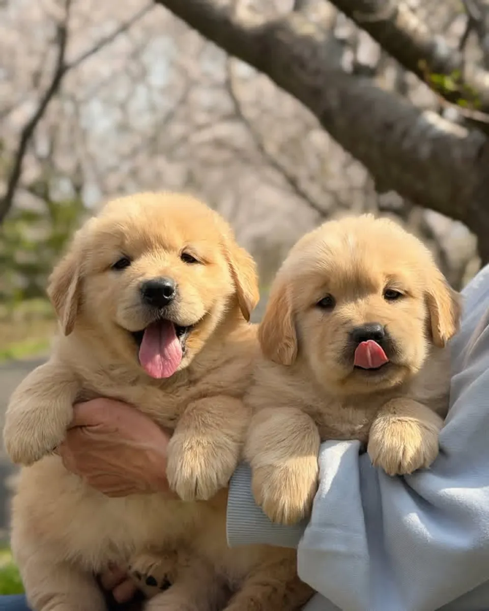 金毛寻回犬幼犬