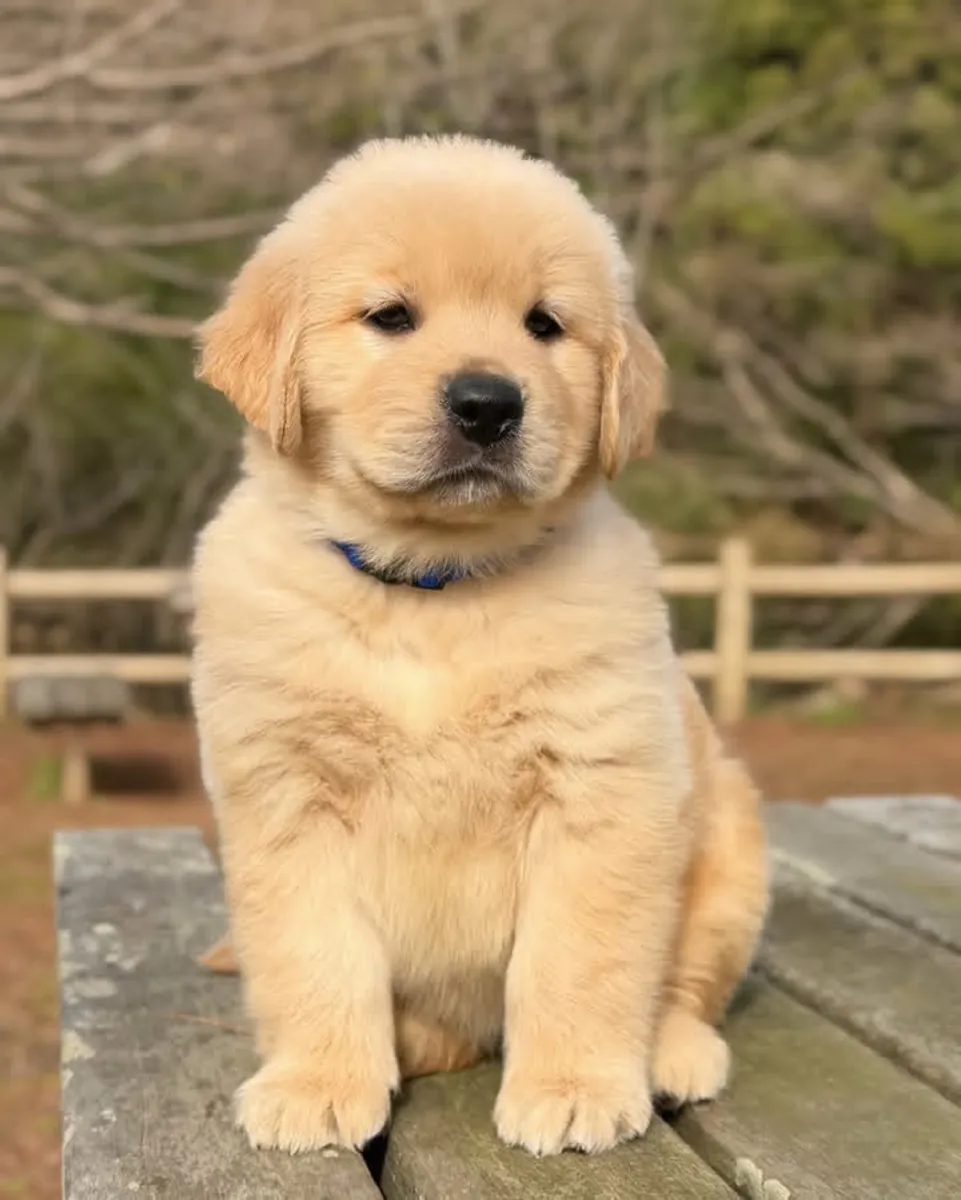 金毛寻回犬幼犬