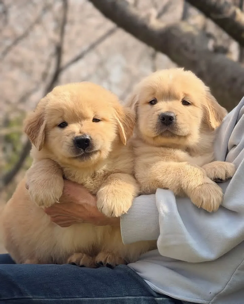 金毛寻回犬幼犬