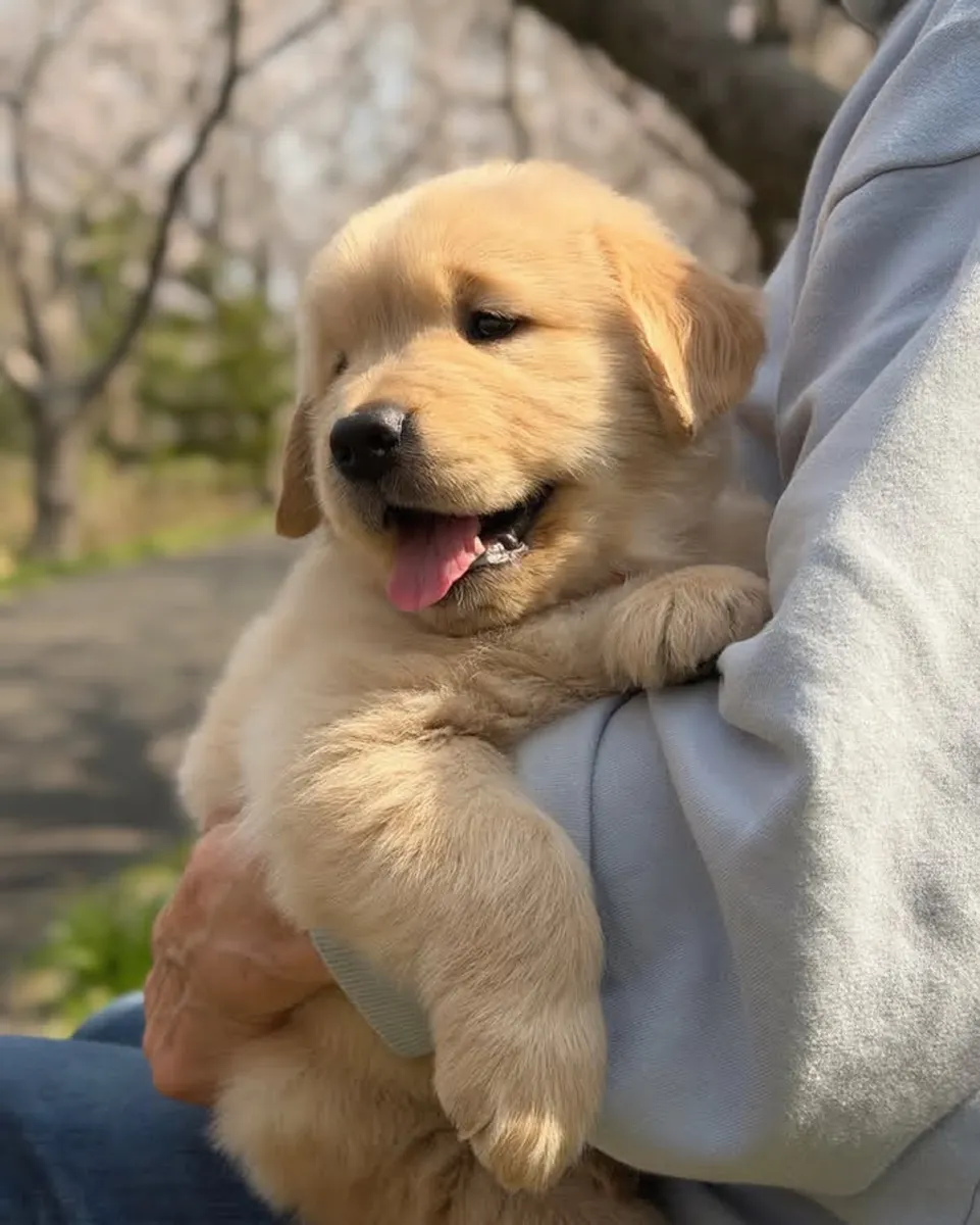 金毛寻回犬幼犬