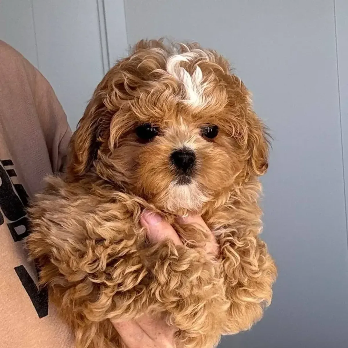 马尔提普犬幼犬寻找新家