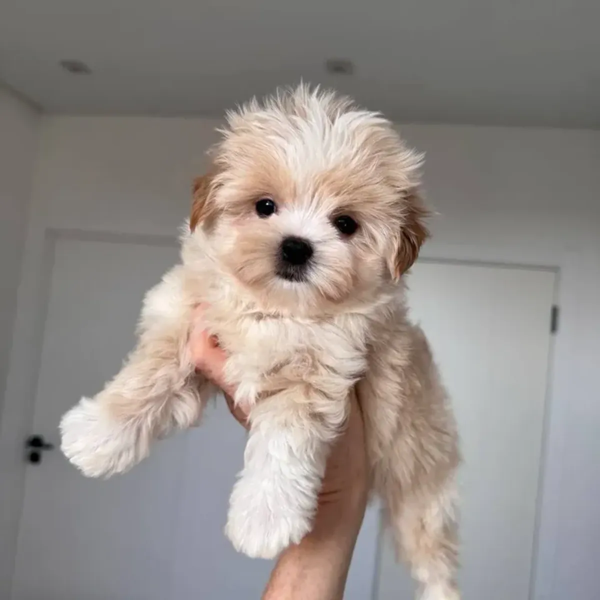 马尔提普犬幼犬寻找新家