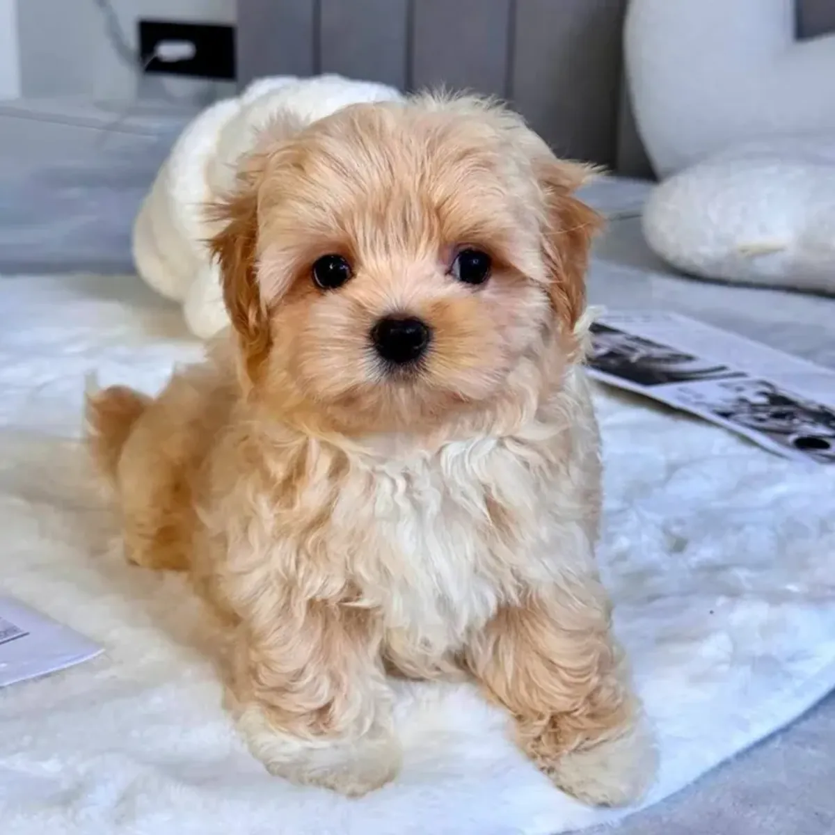 马尔提普犬幼犬寻找新家