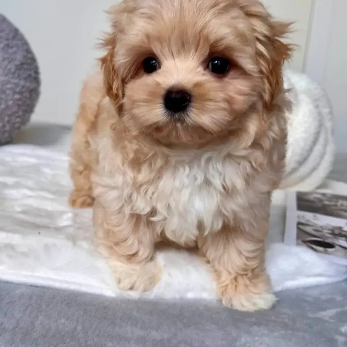 马尔提普犬幼犬寻找新家