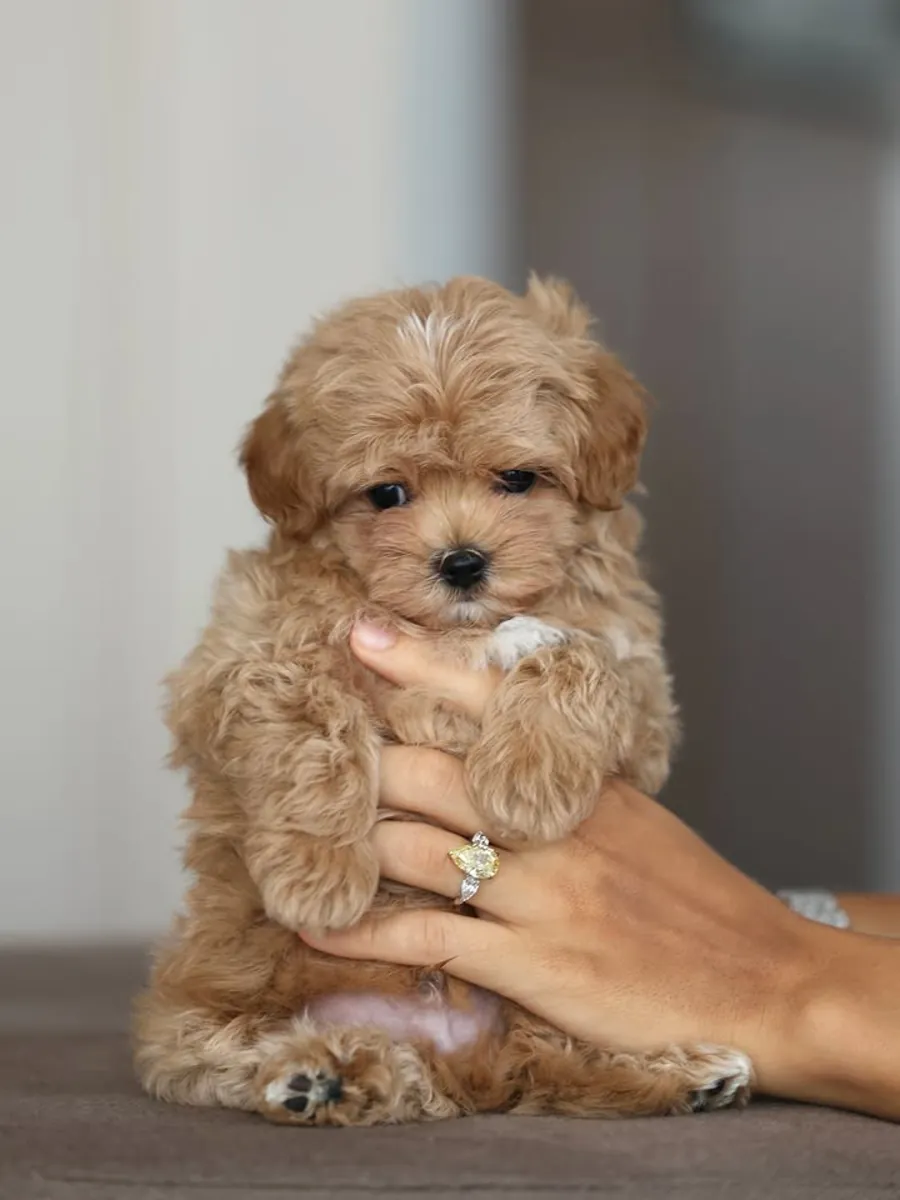 马尔提普犬幼犬寻找新家