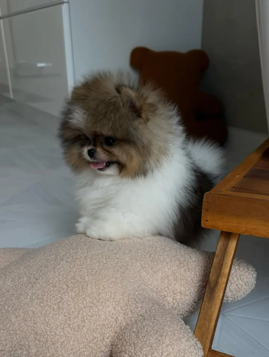 博美犬幼犬
