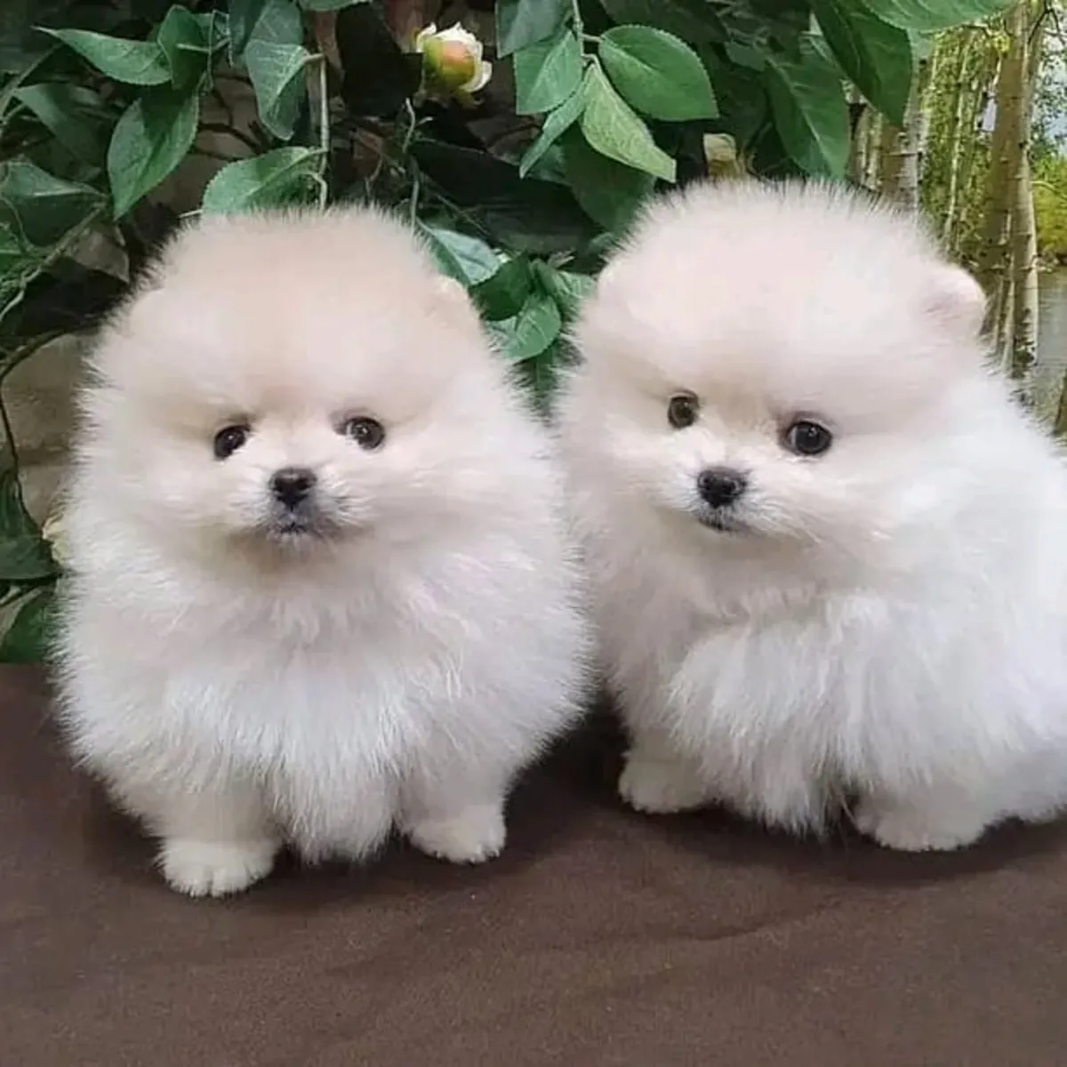 博美犬幼犬