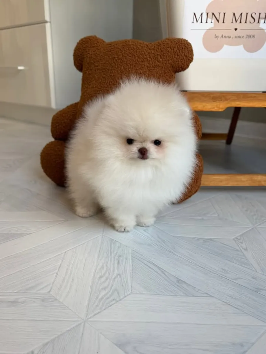 博美犬幼犬