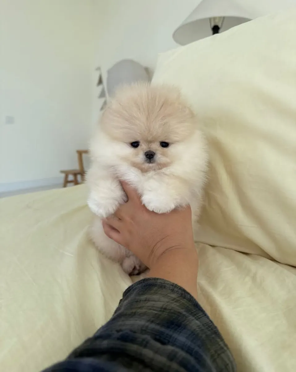 博美犬幼犬