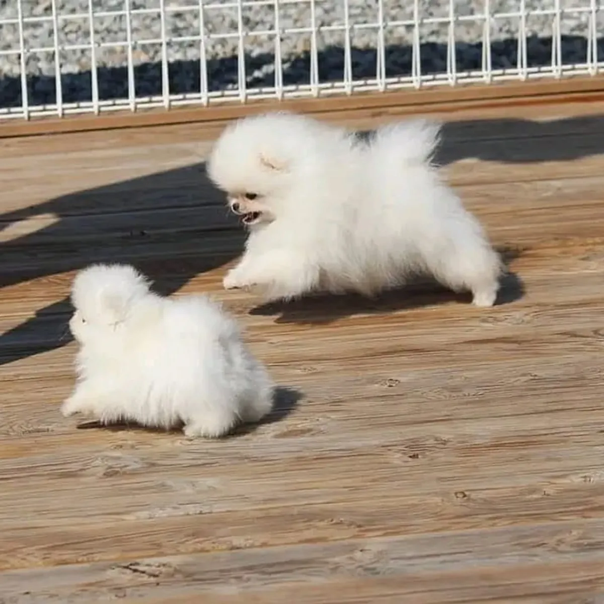 博美犬幼犬