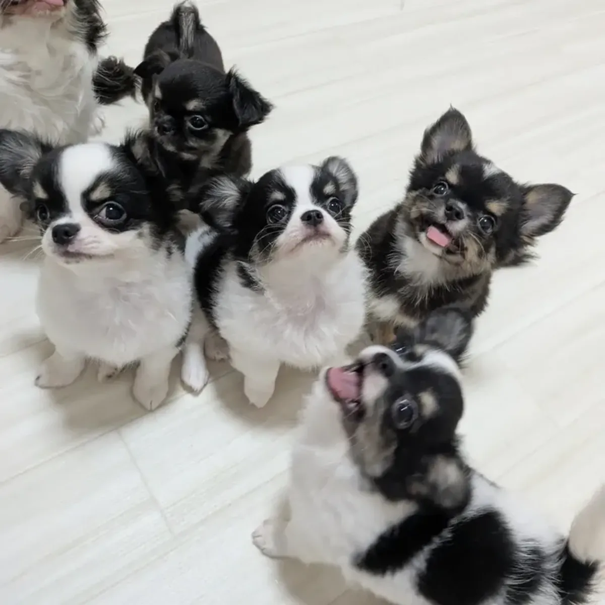 吉娃娃幼犬