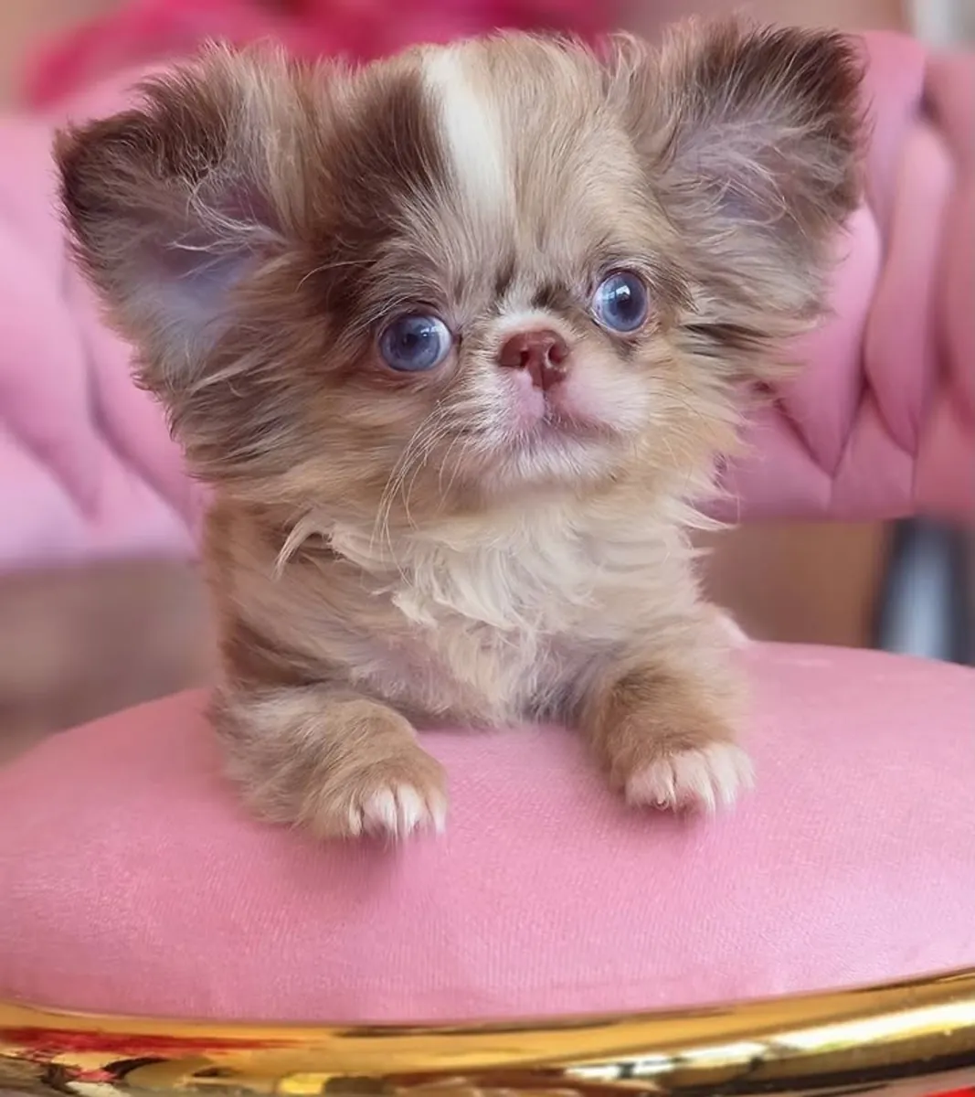 吉娃娃幼犬