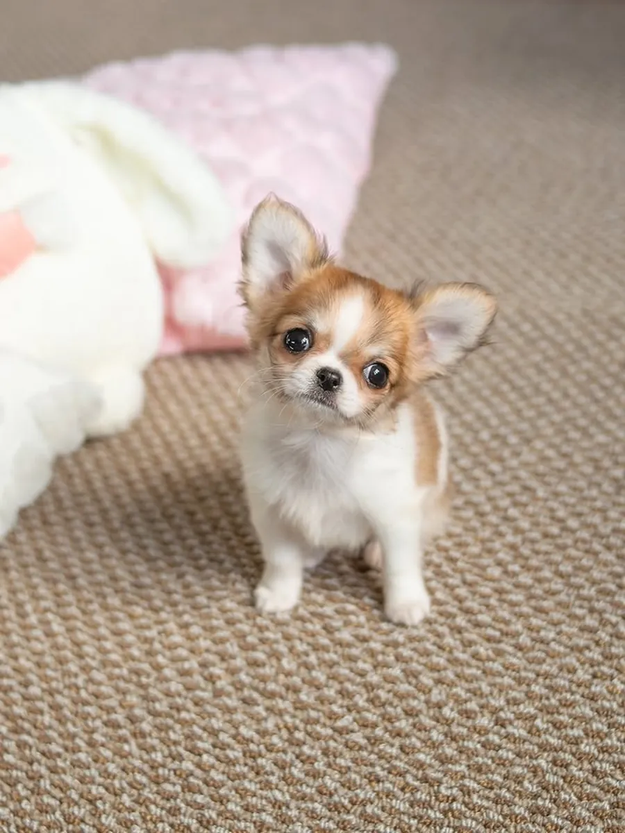 吉娃娃幼犬