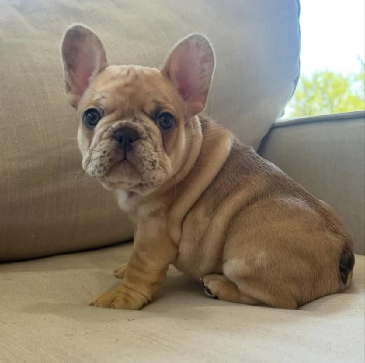 法国斗牛犬幼犬