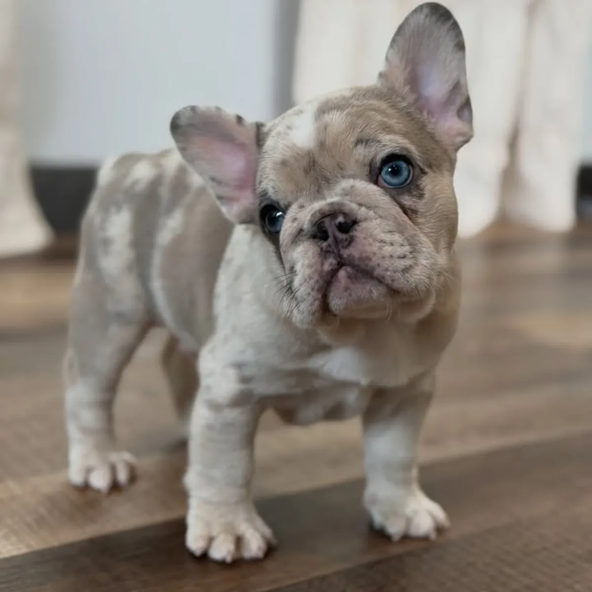 法国斗牛犬幼犬