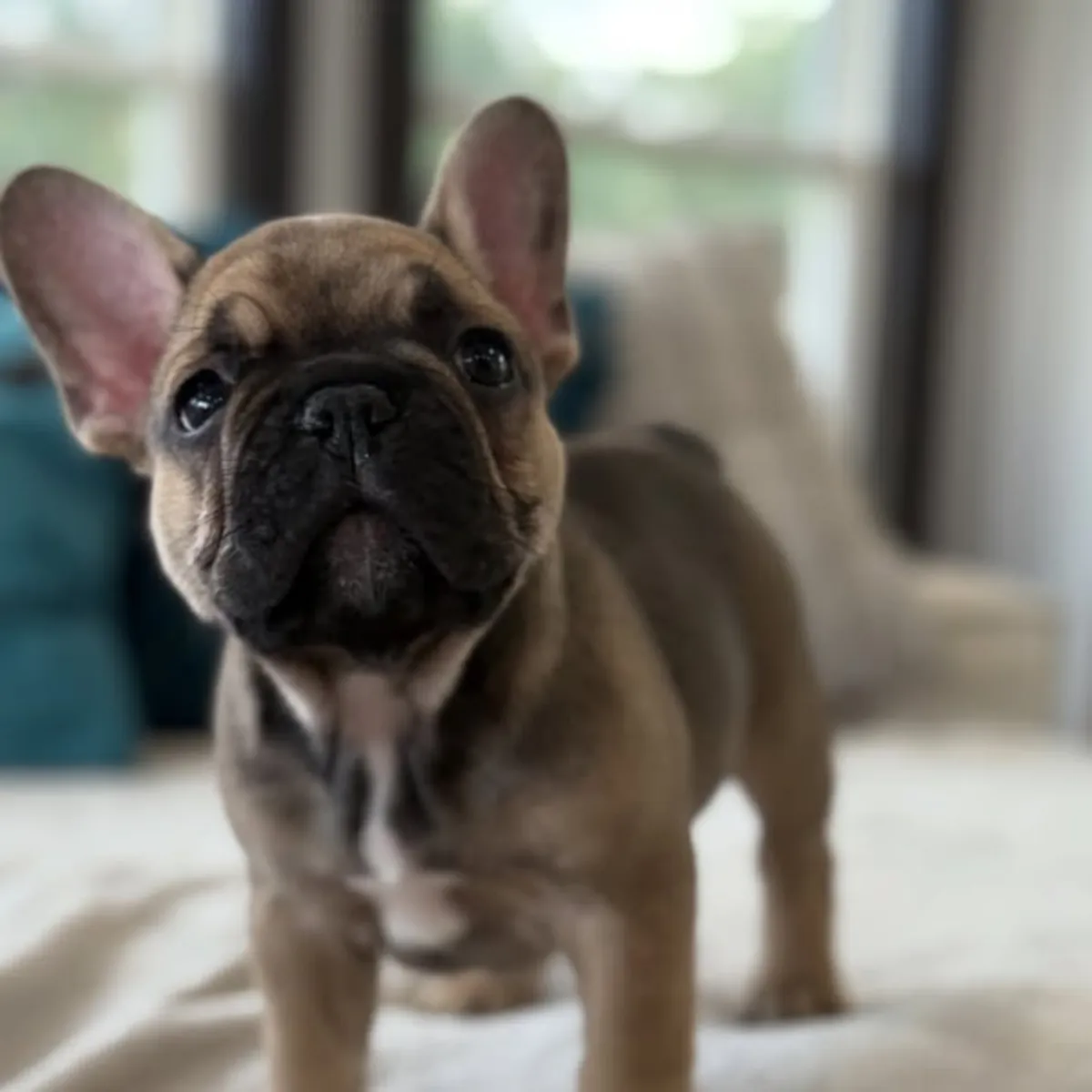 法国斗牛犬幼犬