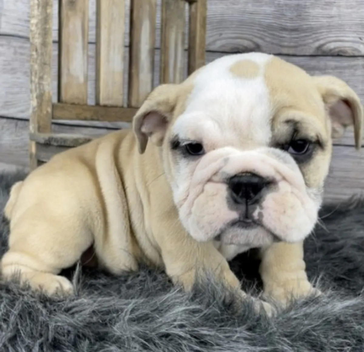英国斗牛犬幼犬