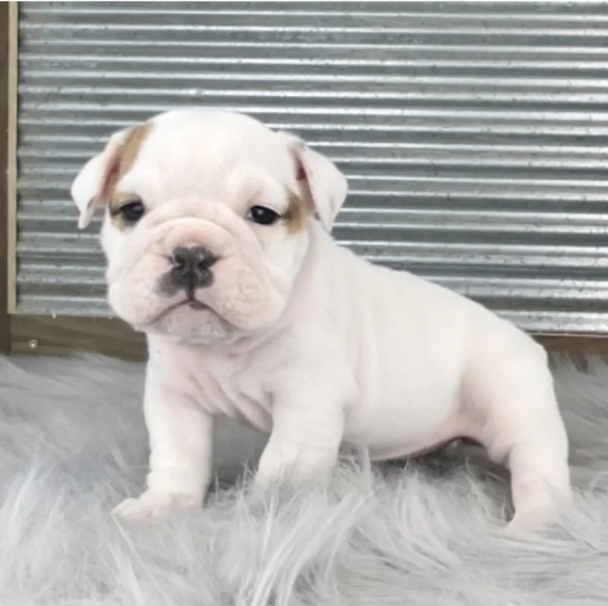 英国斗牛犬幼犬