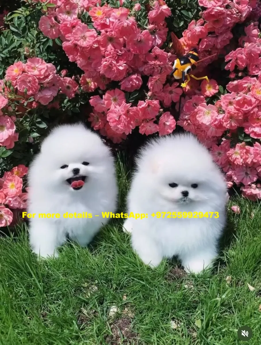 可爱的博美犬幼犬可供免费领养。