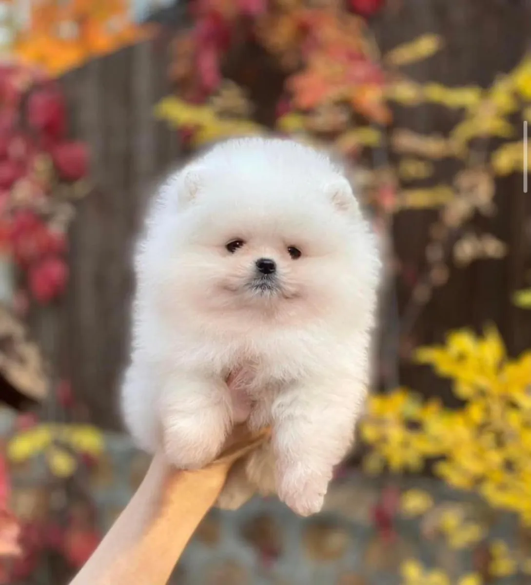 训练有素的博美犬幼犬待领养。
