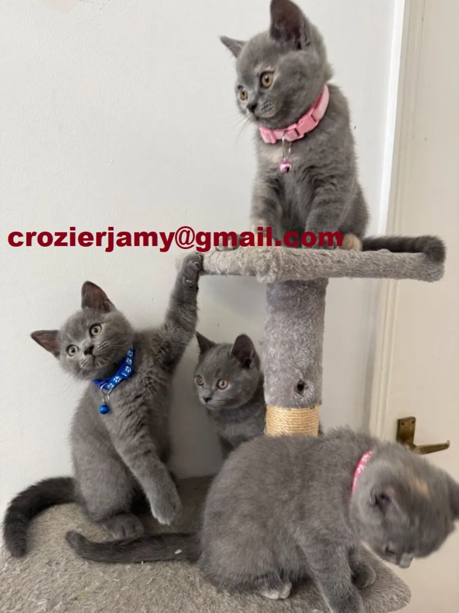 英国短毛猫小猫