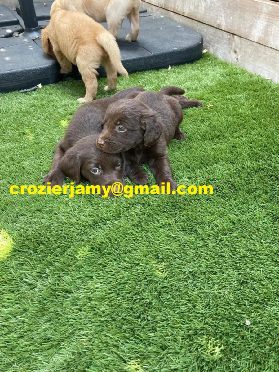 Cachorros de labrador retriever