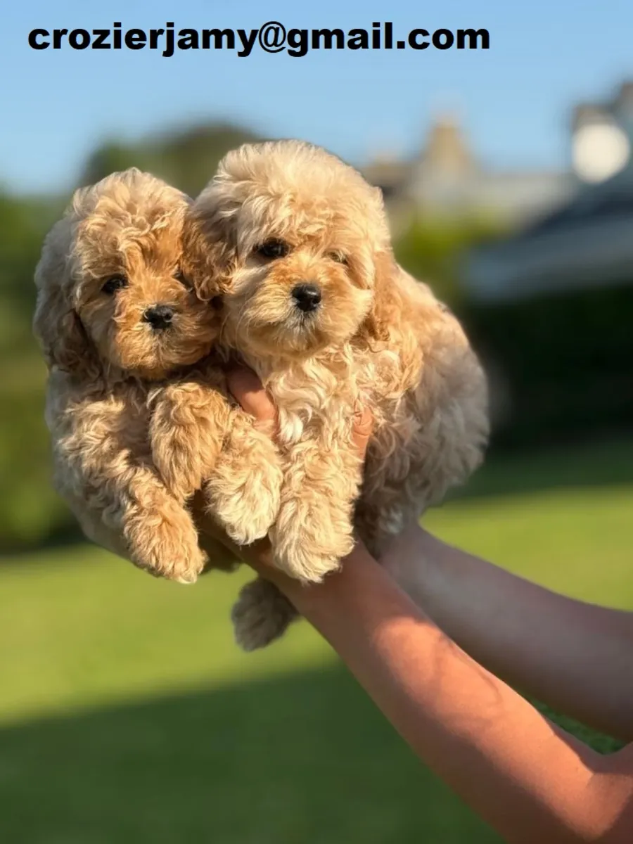 Cachorros de cockapoo