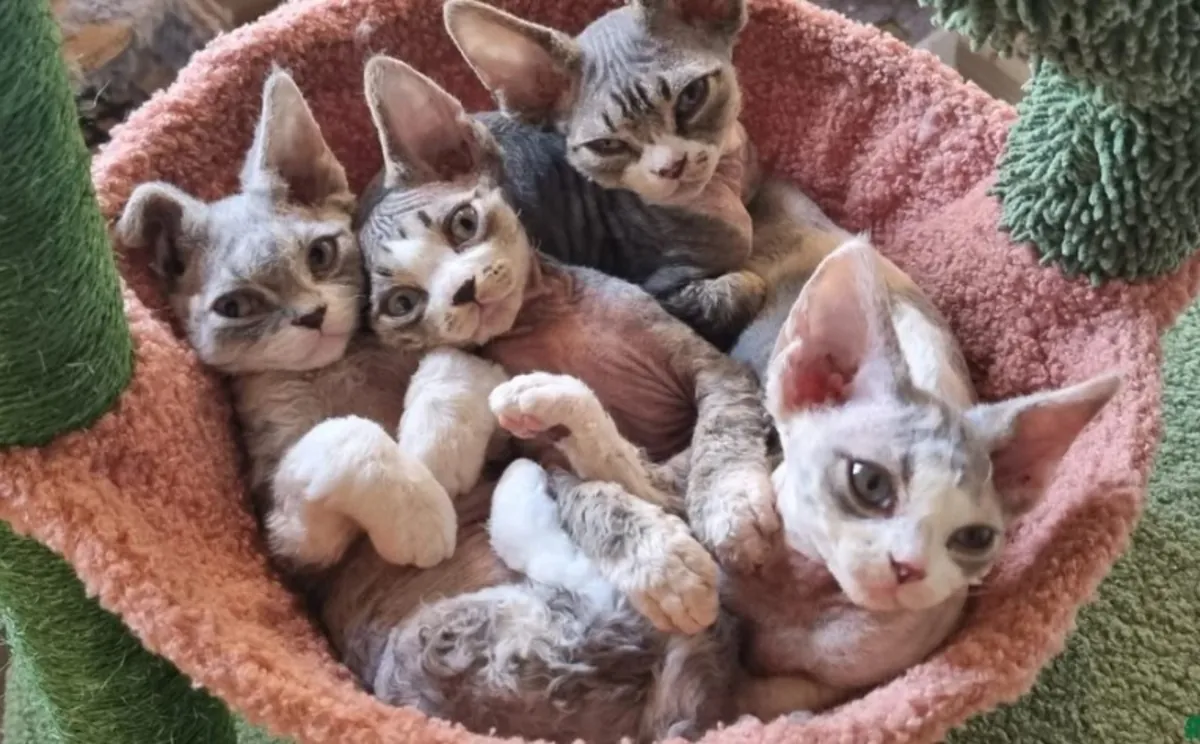 可爱的纯种德文雷克斯小猫寻找温暖的家！