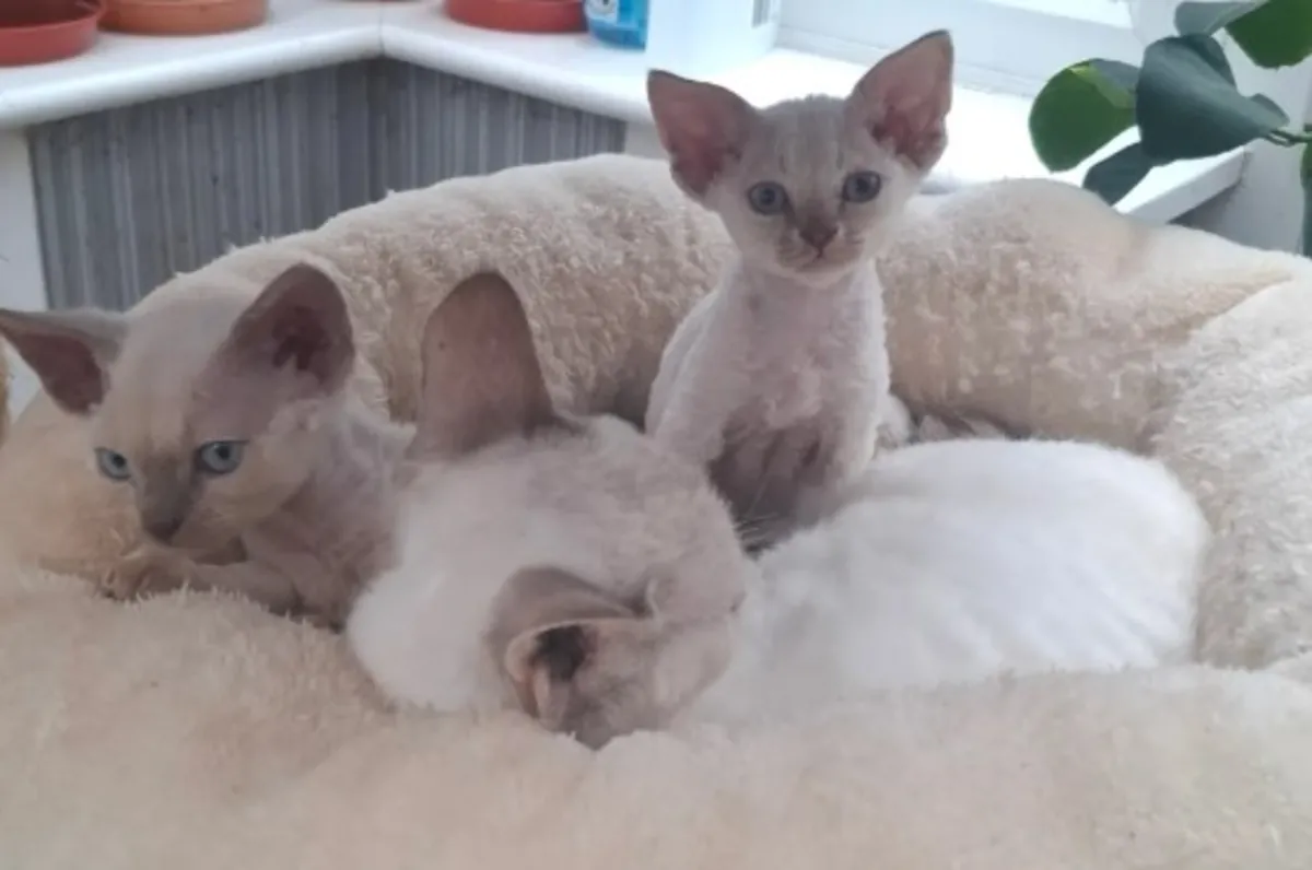 可爱的纯种德文雷克斯小猫寻找温暖的家！