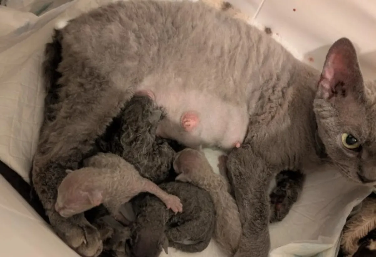 可爱的纯种德文雷克斯小猫寻找温暖的家！