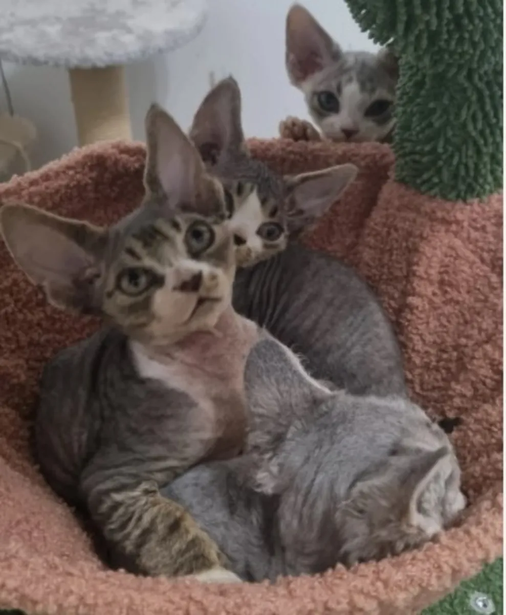 可爱的纯种德文雷克斯小猫寻找温暖的家！