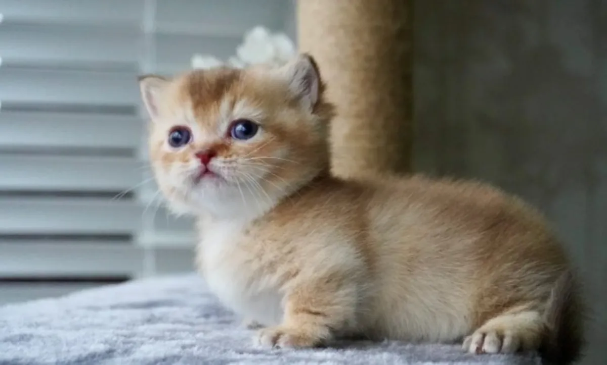 可爱的纯种曼基猫小猫寻找充满爱的家！
