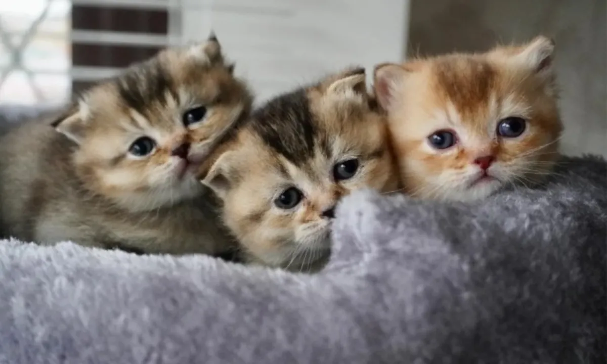 可爱的纯种曼基猫小猫寻找充满爱的家！