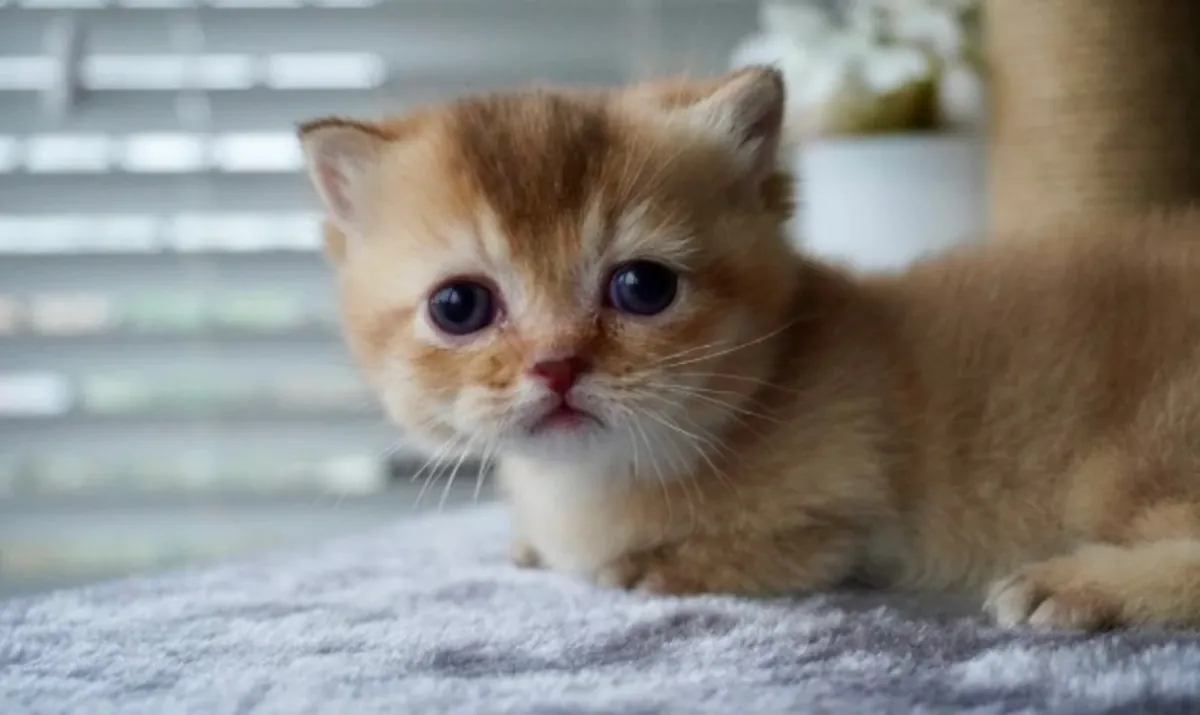 可爱的纯种曼基猫小猫寻找充满爱的家！