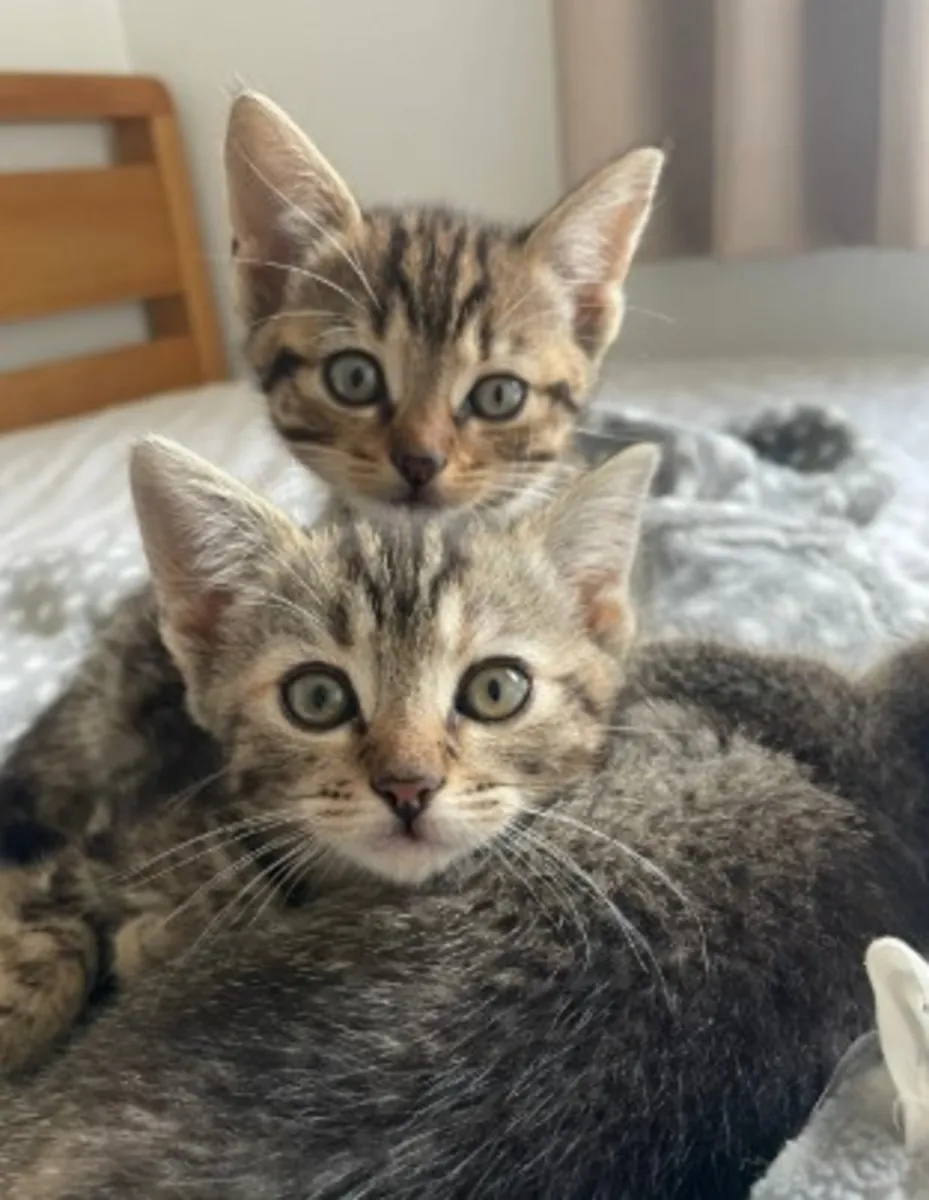 可爱的短腿小猫