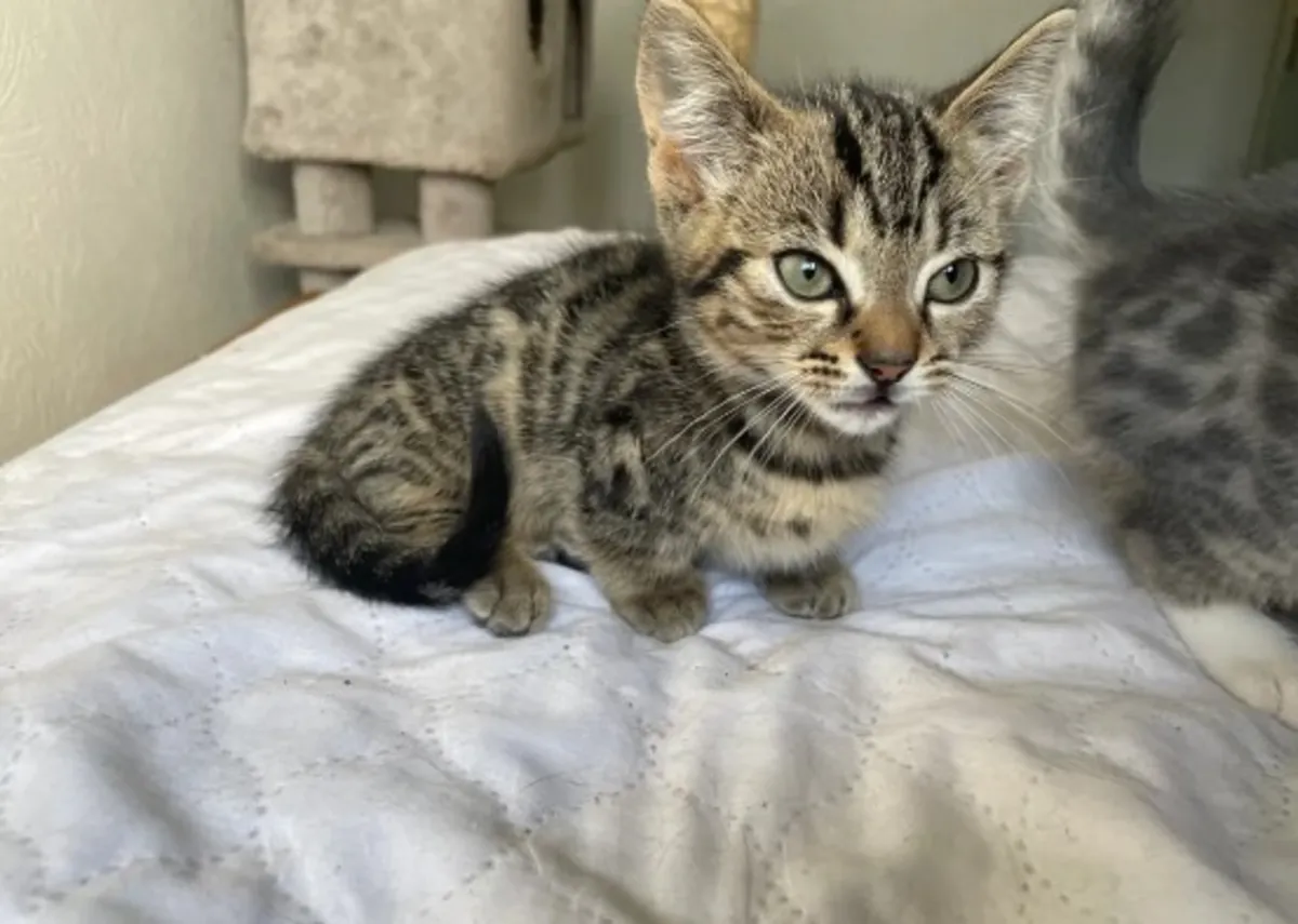 可爱的短腿小猫