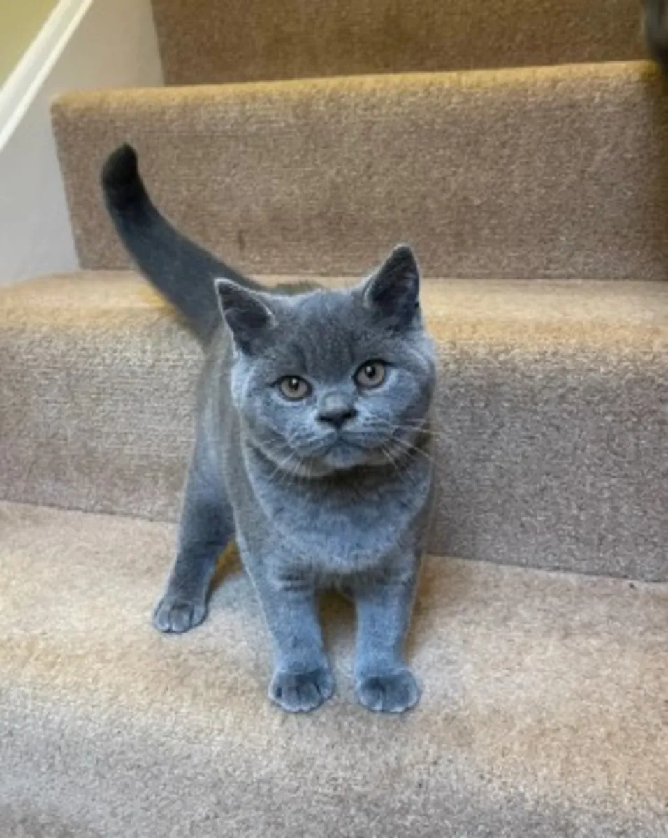 英国短毛猫