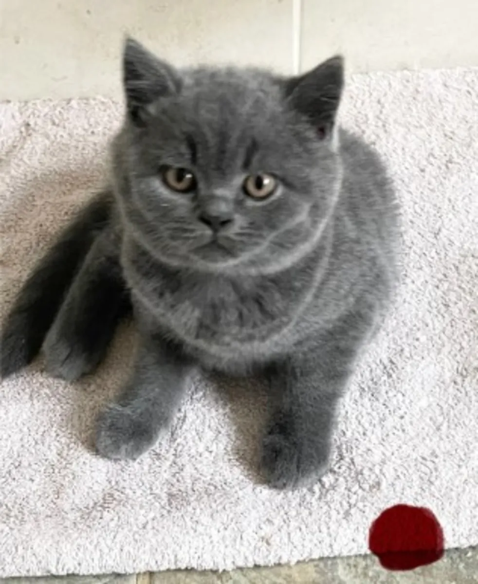 英国短毛猫