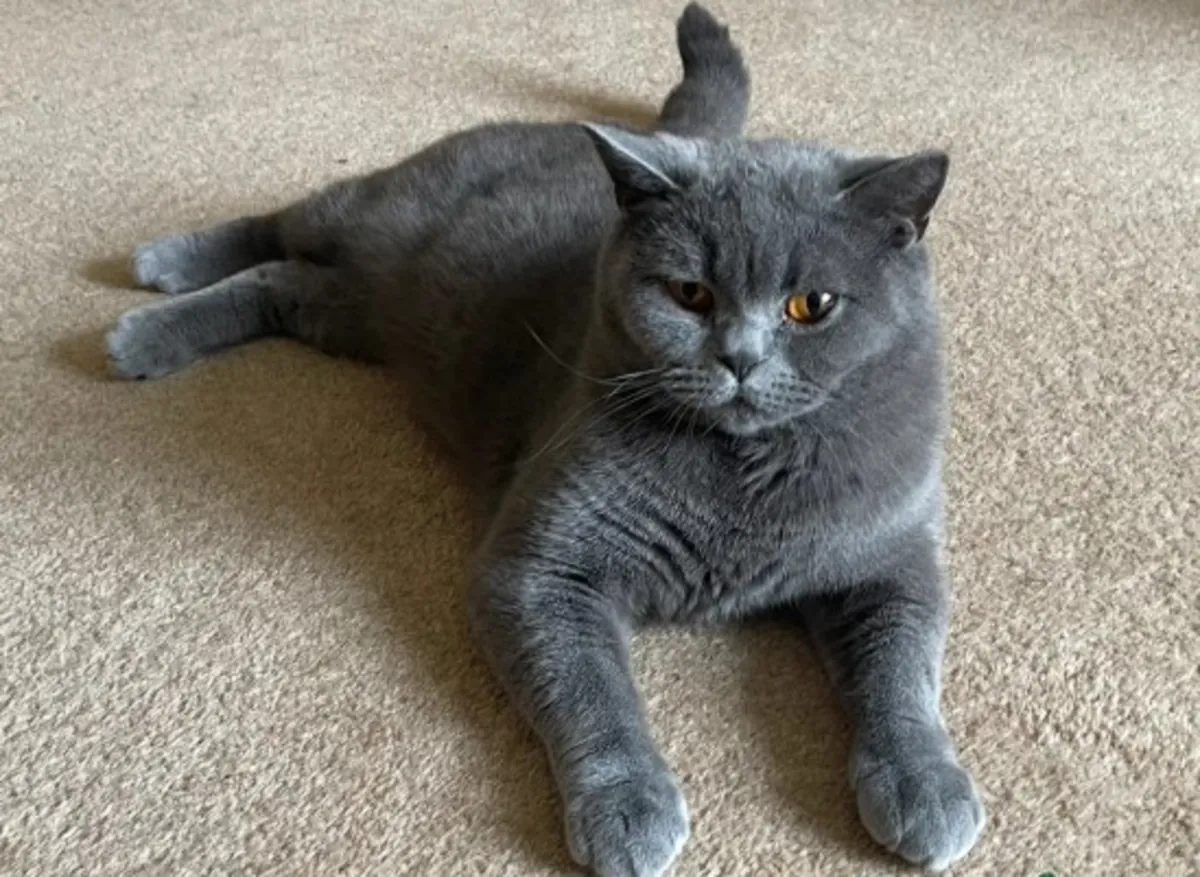 英国短毛猫