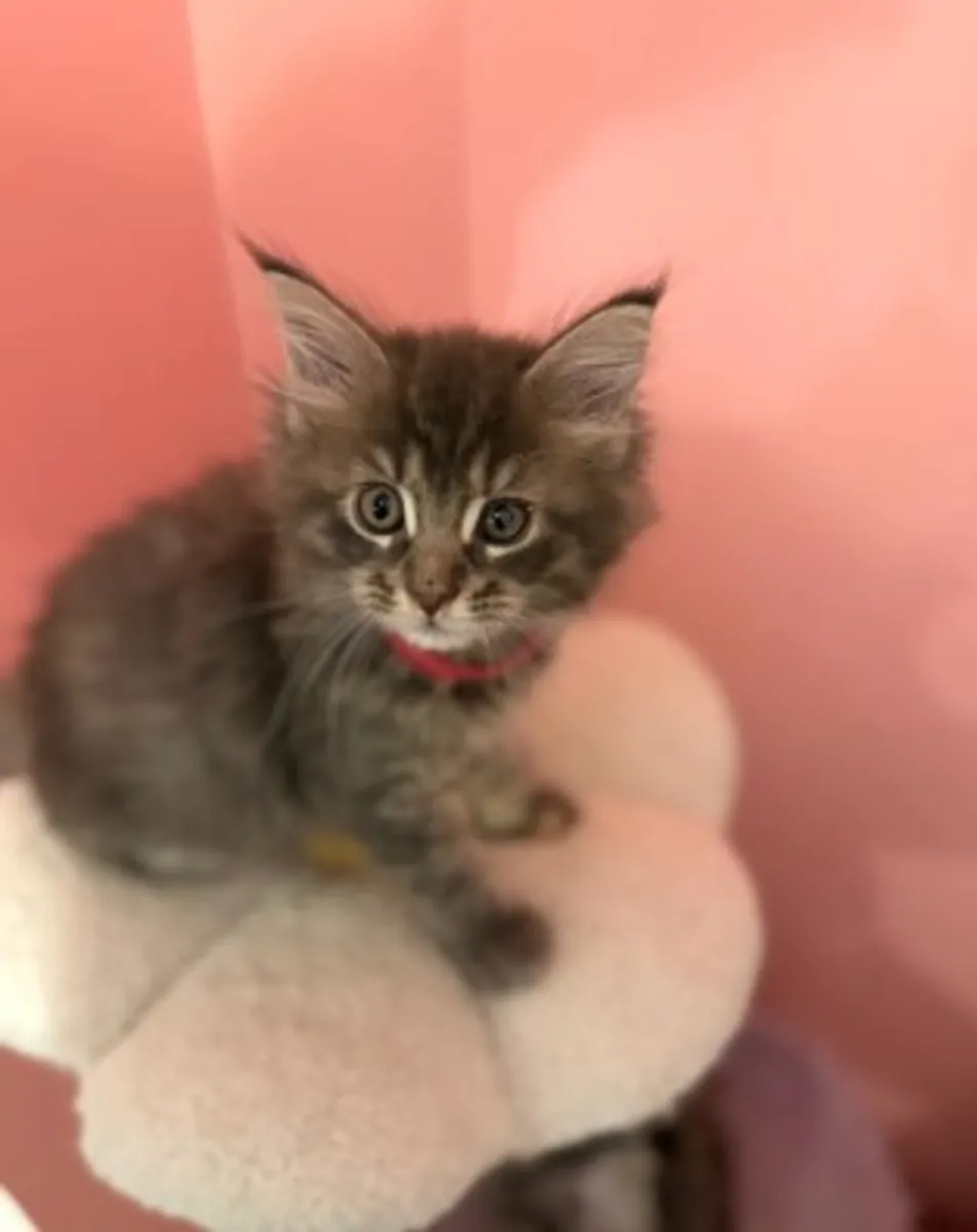 Chatons Maine Coons