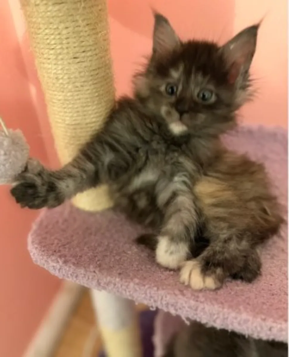 Chatons Maine Coons