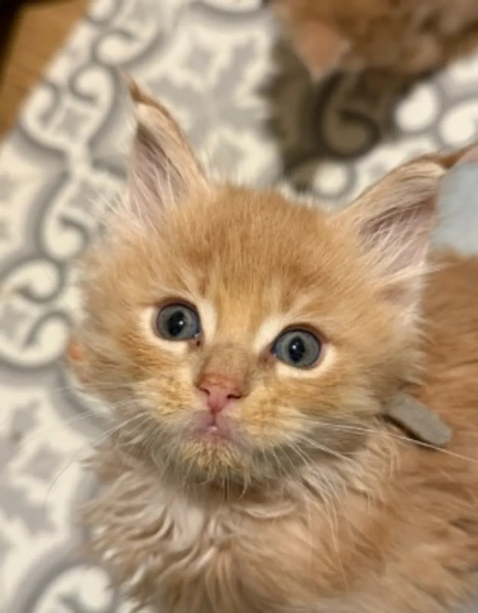 Chatons Maine Coons