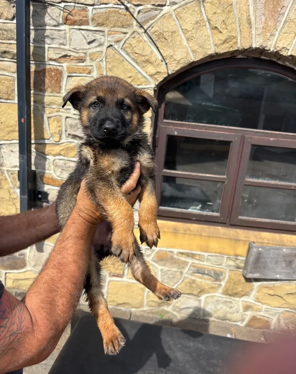 优质德国牧羊犬幼犬
