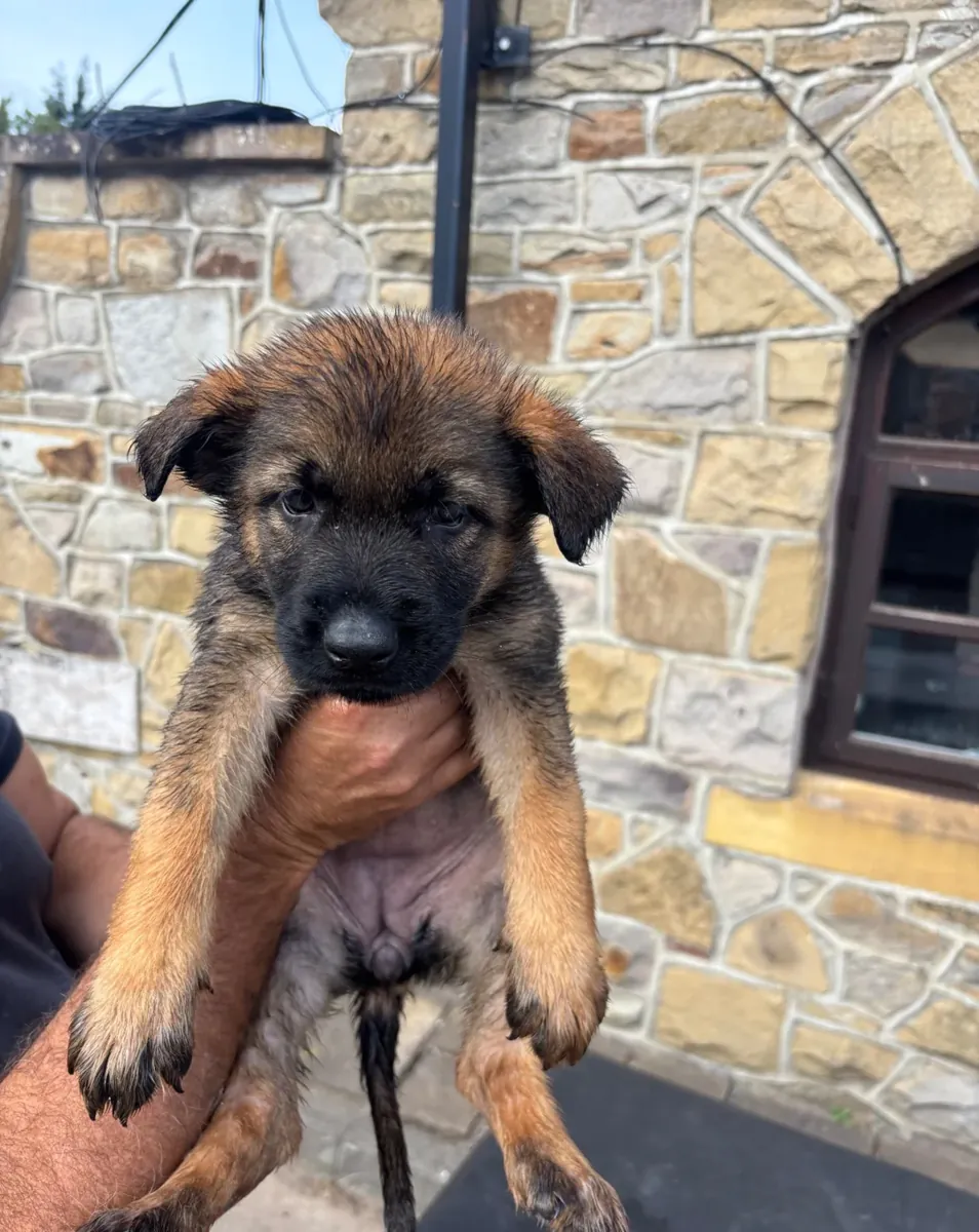 优质德国牧羊犬幼犬