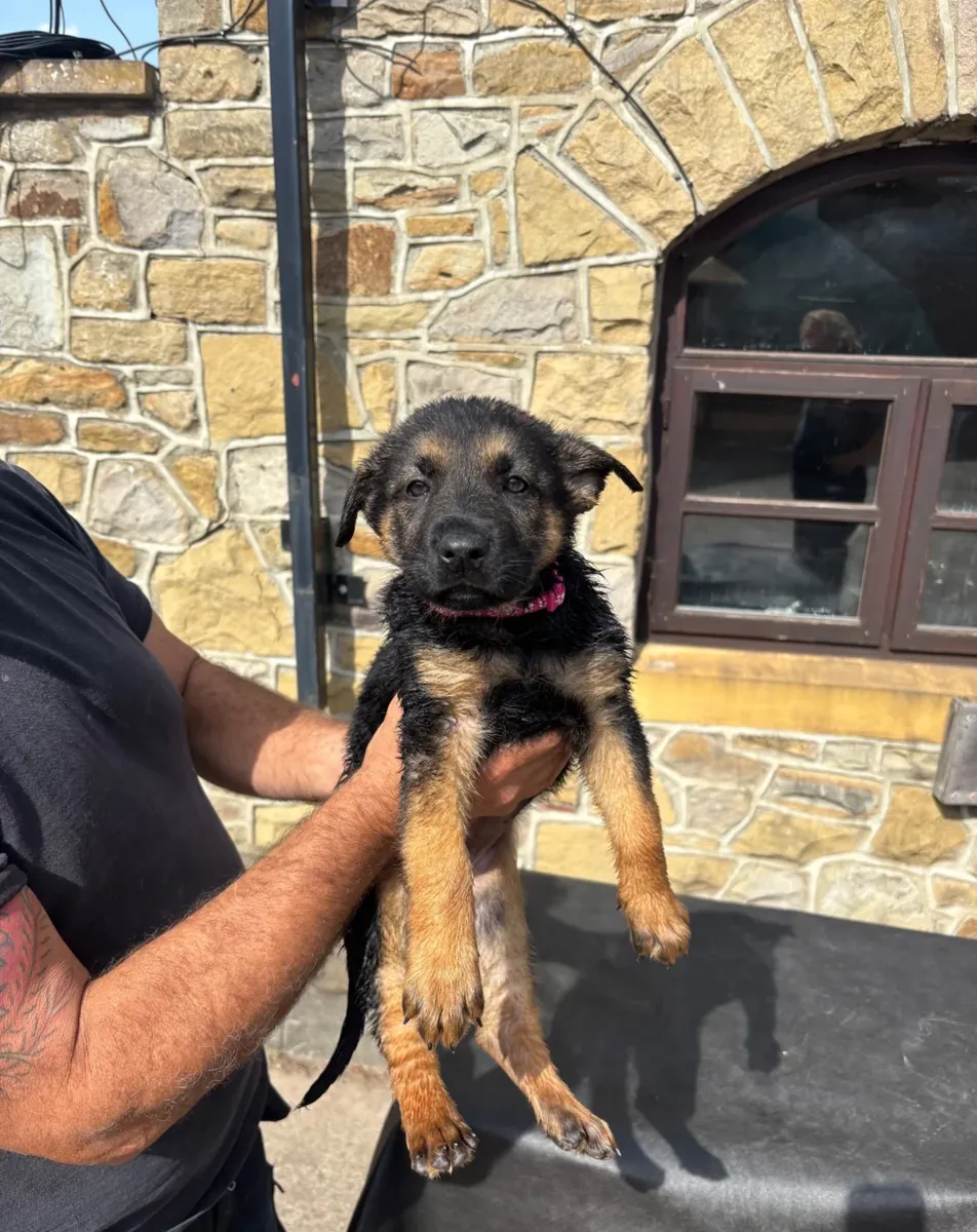 德国牧羊犬幼犬可供领养