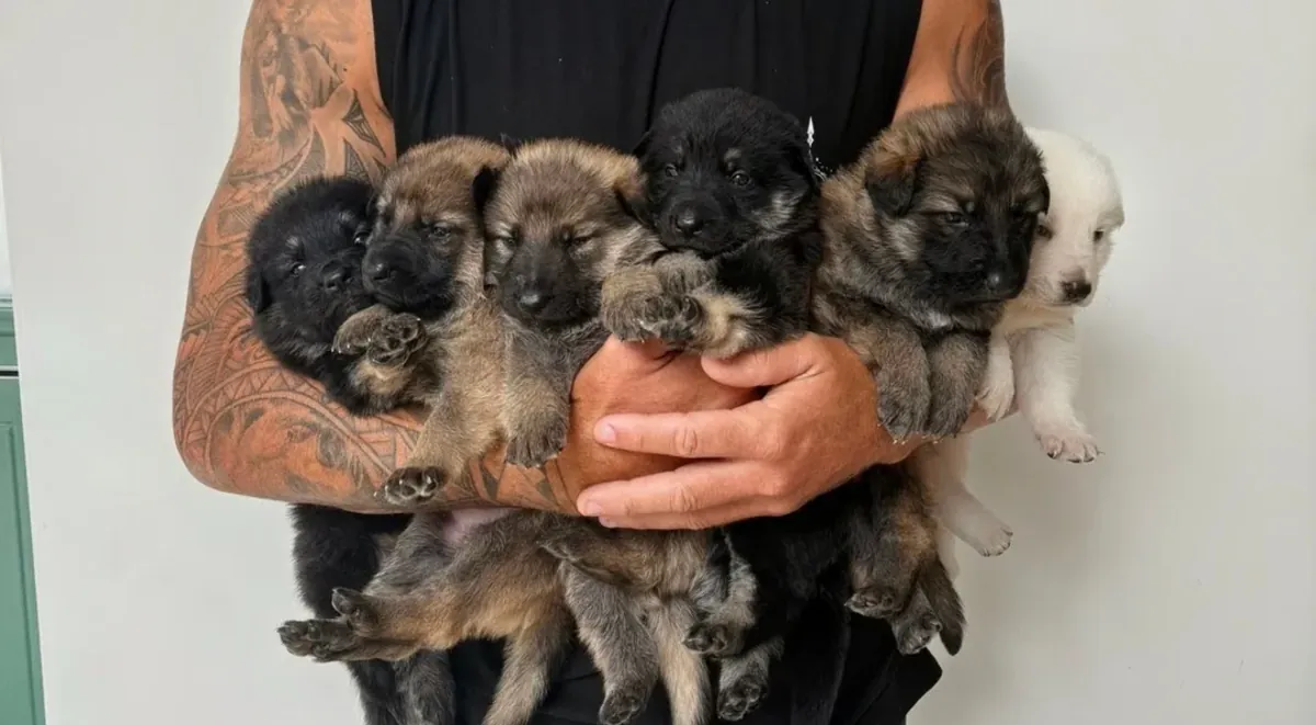CACHORROS MACHO Y HEMBRA PASTOR ALEMÁN AKC