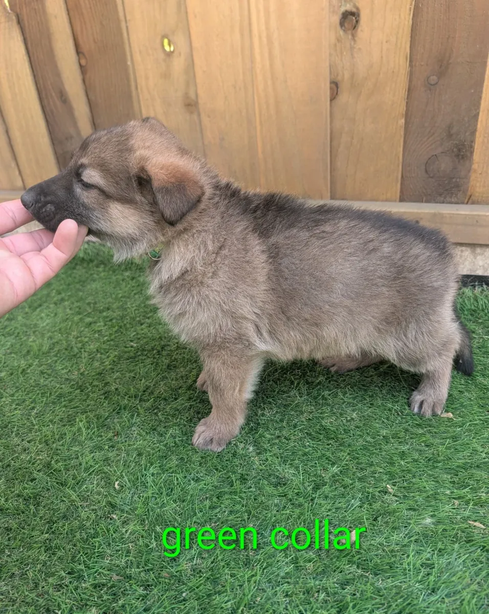 AKC德国牧羊犬幼犬。进口西德工作血统